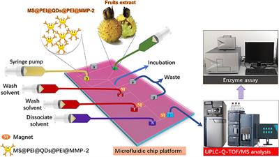 Construction of a Microfluidic Platform With Core-Shell CdSSe@ZnS Quantum Dot-Encoded Superparamagnetic Iron Oxide Microspheres for Screening and Locating Matrix Metalloproteinase-2 Inhibitors From Fruits of Rosa roxburghii